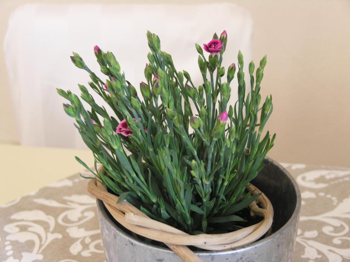 Apartamento 43 Oberhoflein